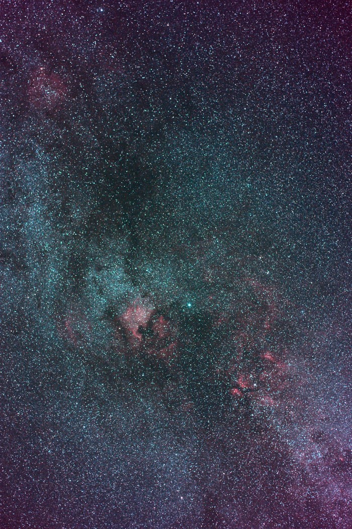 cygnus